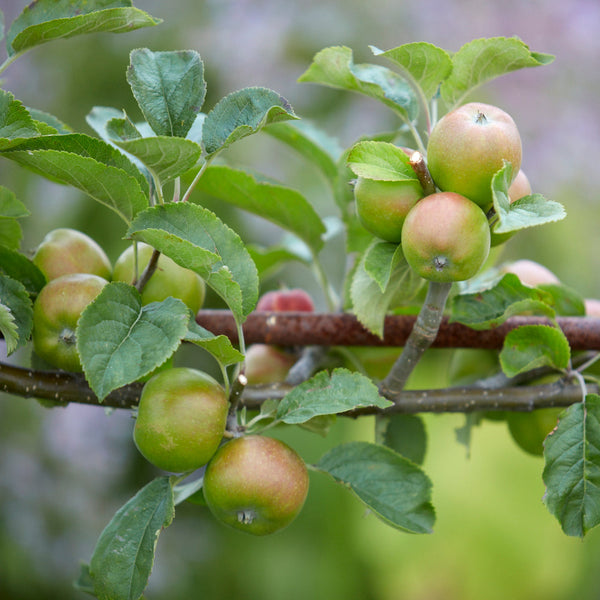 An Introduction to Fruit Tree & Soft Fruit Pruning - 7th March