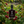 Raspberry Gin Liqueur - UK only