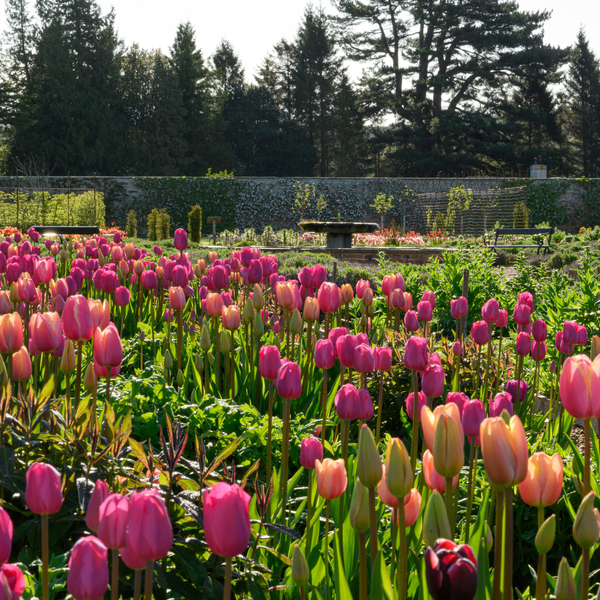 Flower Arranging: How To Make The Most Of Your Flowers - 14th August