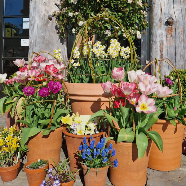 Spring Pot Workshop: Making The Most Of Your Bulbs - 10th October