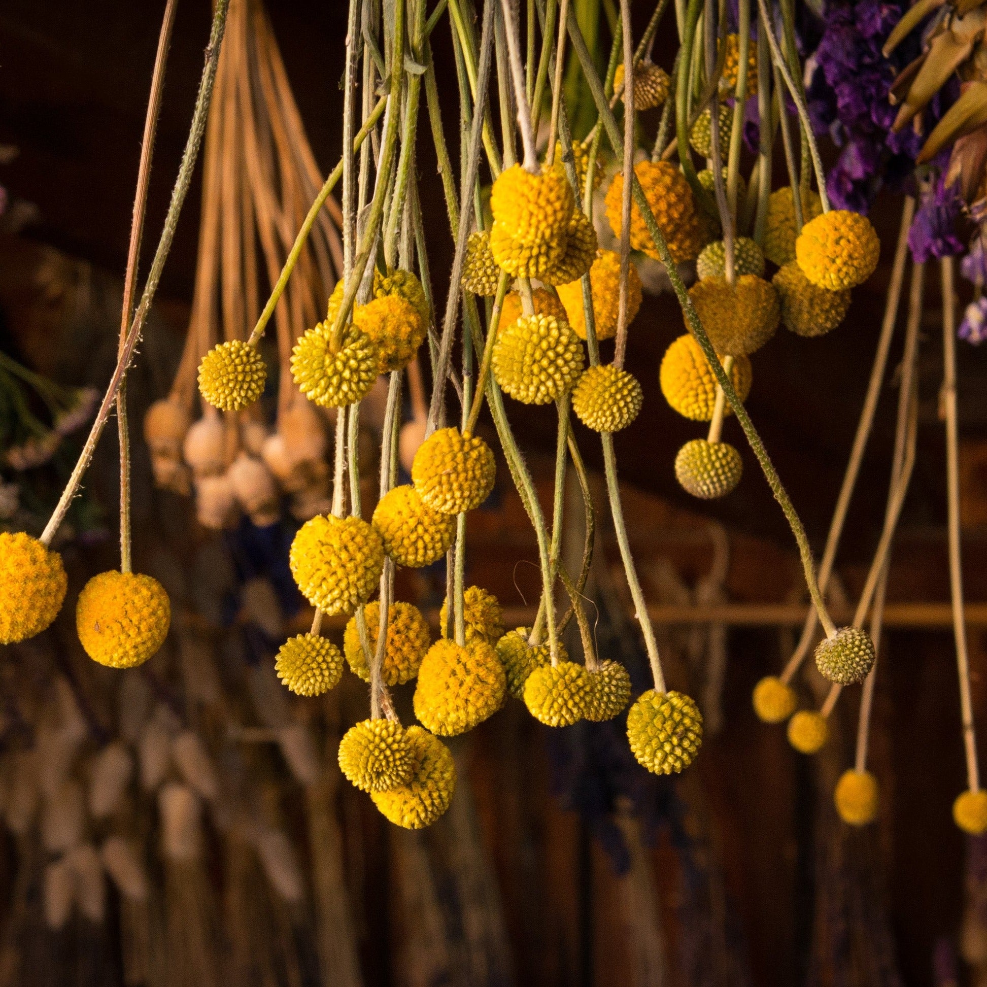 Billy buttons