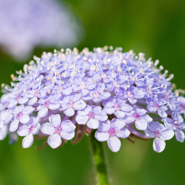 Blue Lace Flower - Didiscus coerulea (Icy Glen Collection)