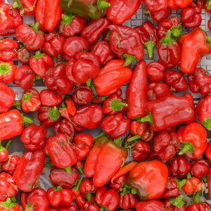 Gordon Castle Scotland Chilli Jam