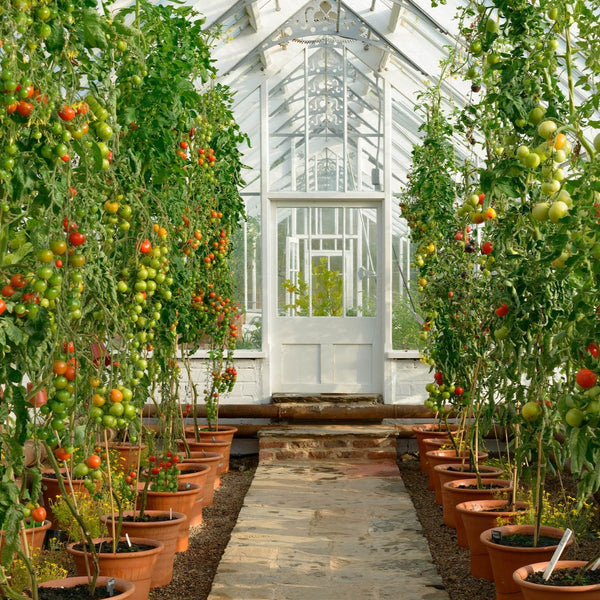 Grow Your Own Vegetable Garden Course (online)