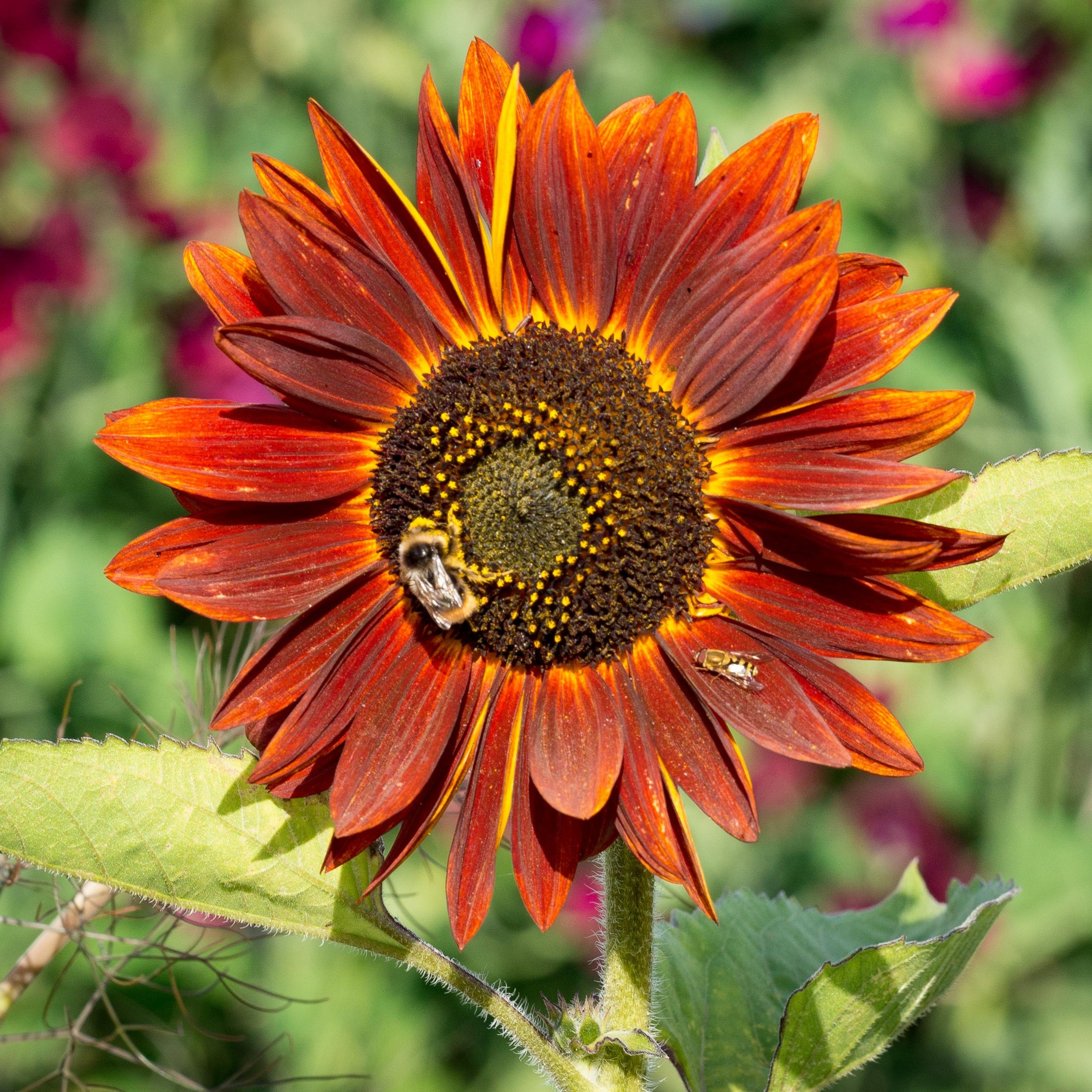 Red Sunflowe Sunflower - Red Sun (Golden Peat Collection) – Gordon Castle Scotland