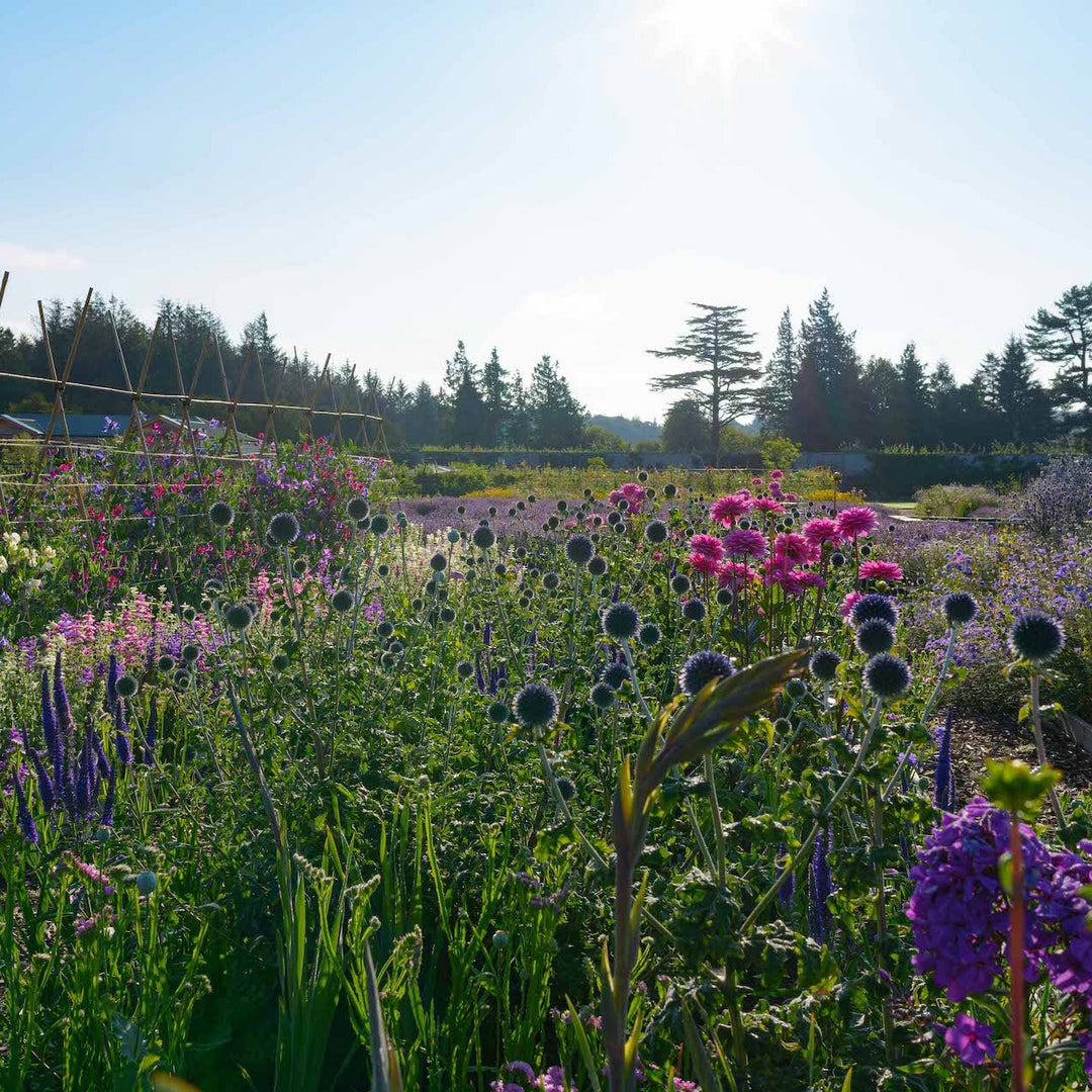 Grow Your Own Cut Flower Course (online) – Gordon Castle Scotland
